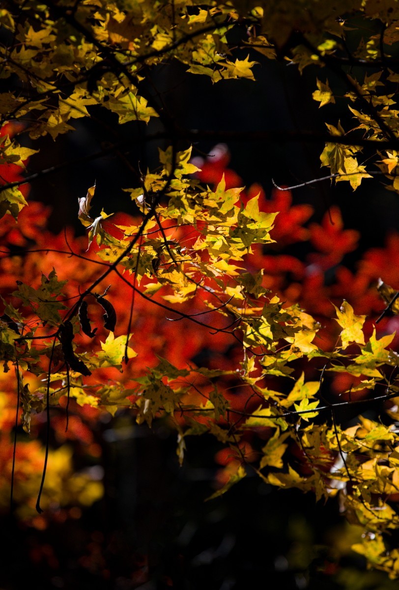 外出随拍（续244）.