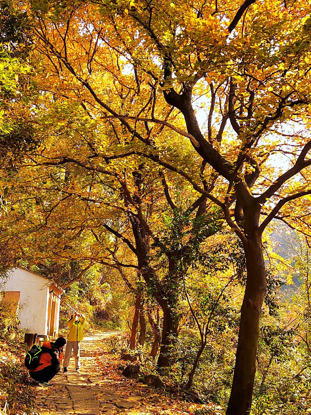 大罗山老鼠岭红枫古道(7)
