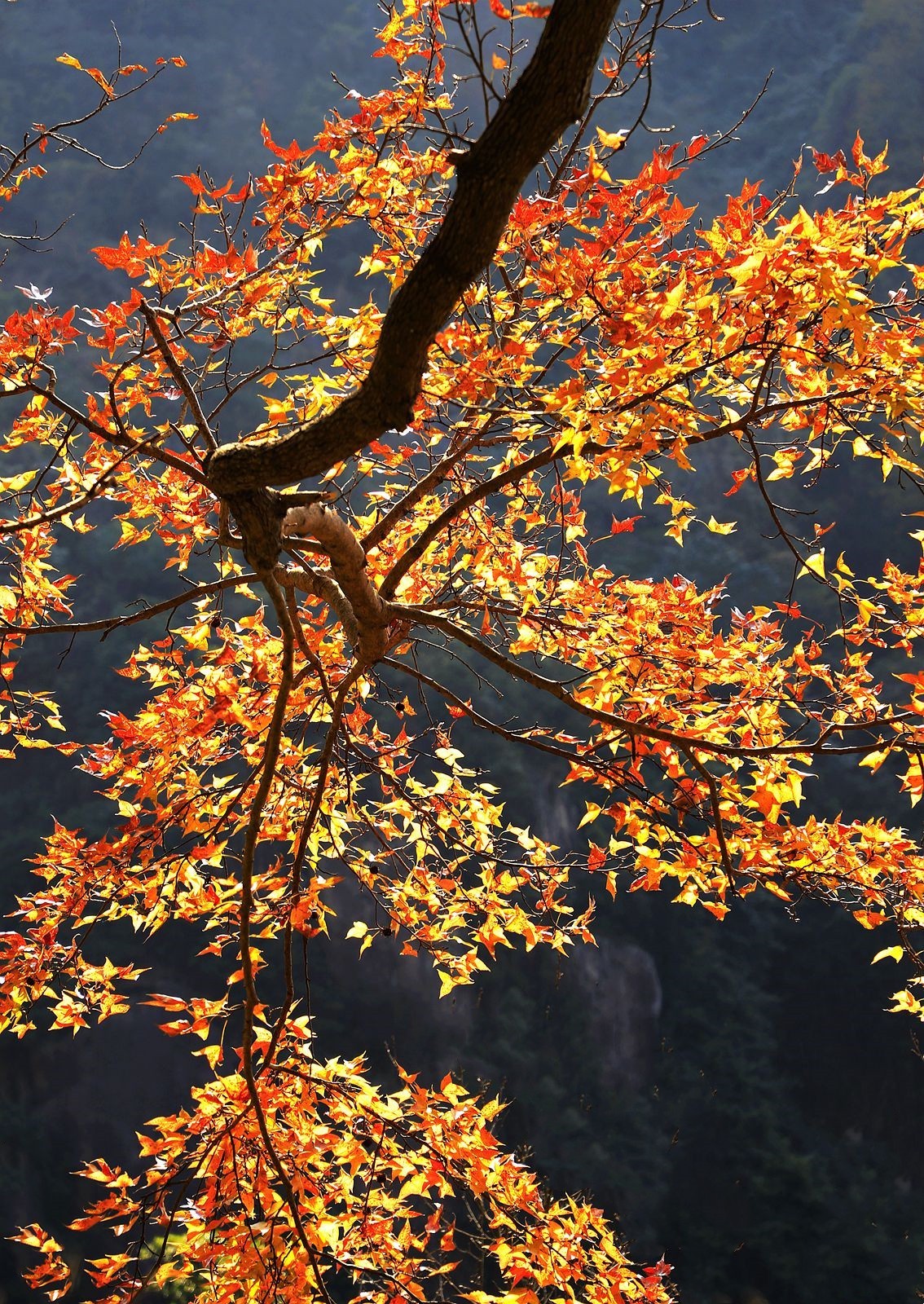 大罗山老鼠岭红枫古道(7)