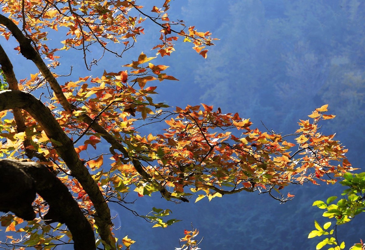 大罗山老鼠岭红枫古道(7)