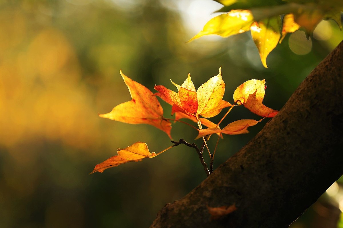 大罗山老鼠岭红枫古道(7)