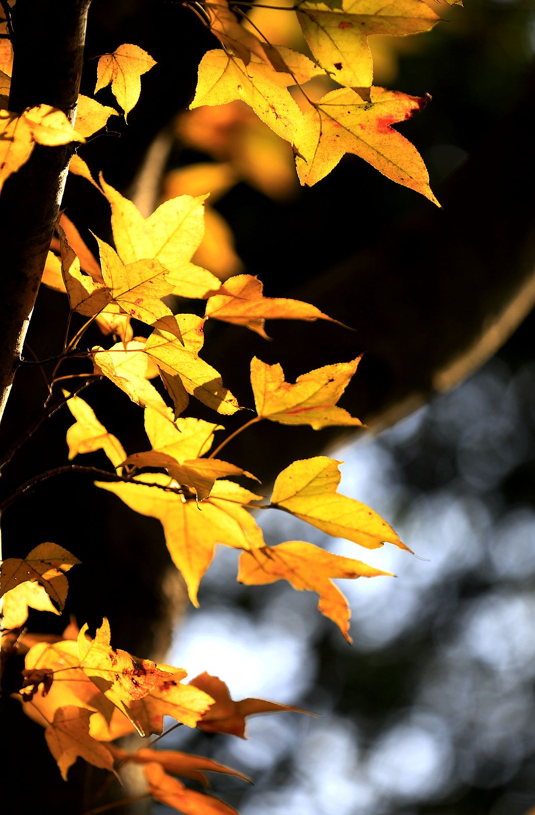 大罗山老鼠岭红枫古道(7)