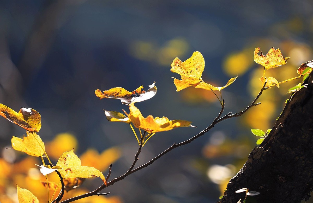 大罗山老鼠岭红枫古道(7)