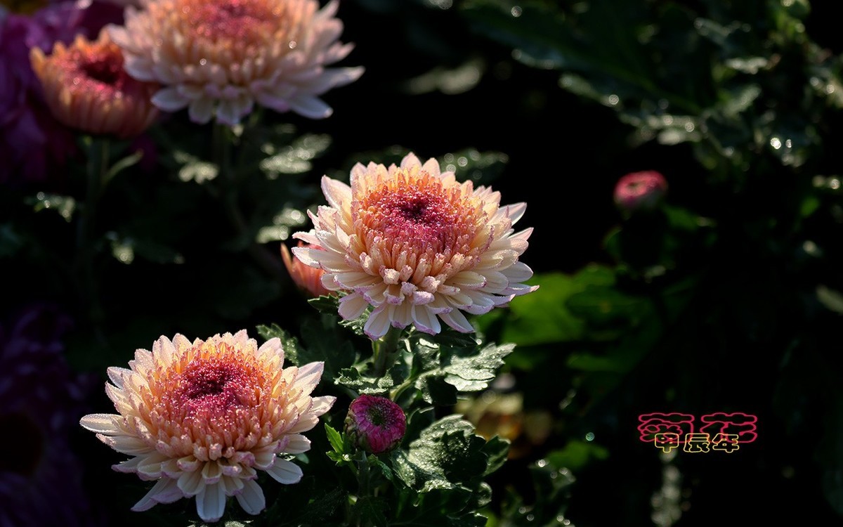 甲辰年菊花【2024-233】