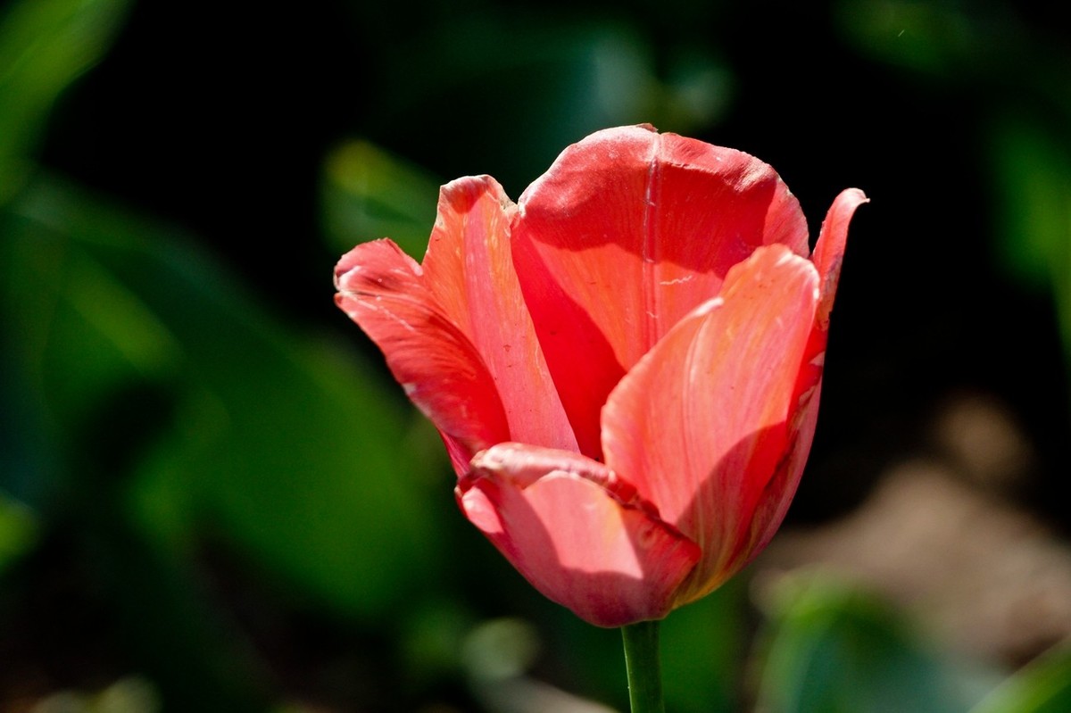 随拍——仲春的花儿