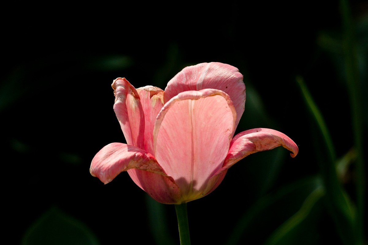 随拍——仲春的花儿