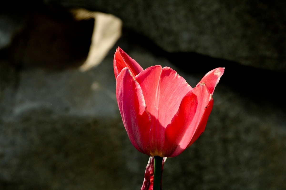 随拍——仲春的花儿