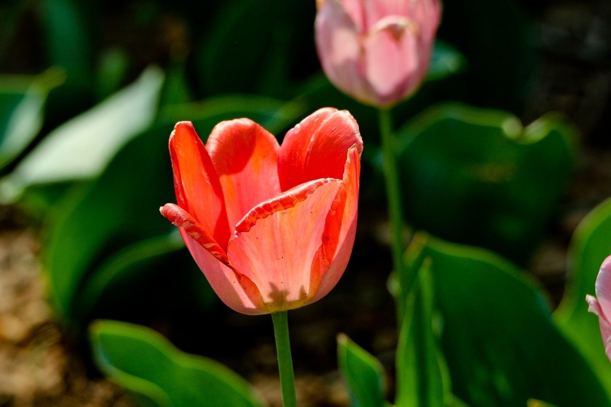 随拍——仲春的花儿