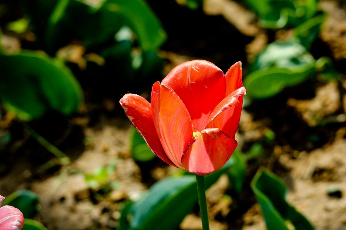 随拍——仲春的花儿