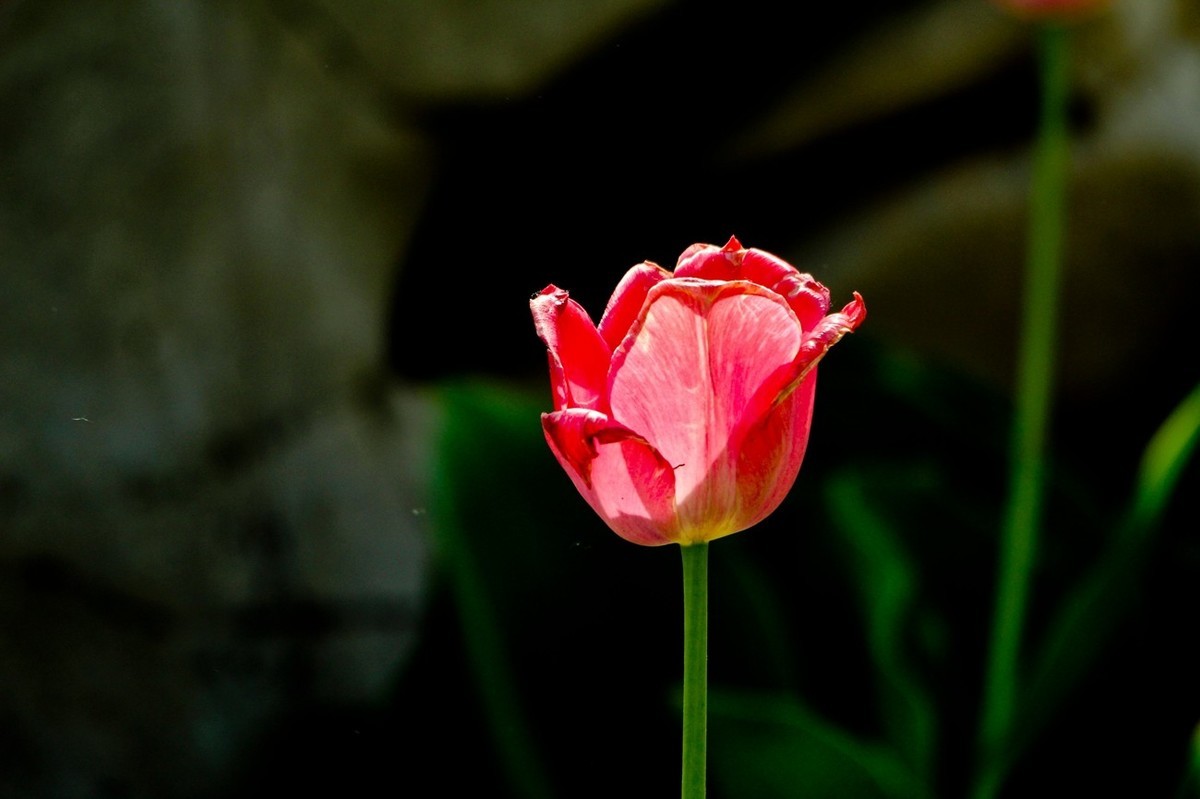 随拍——仲春的花儿