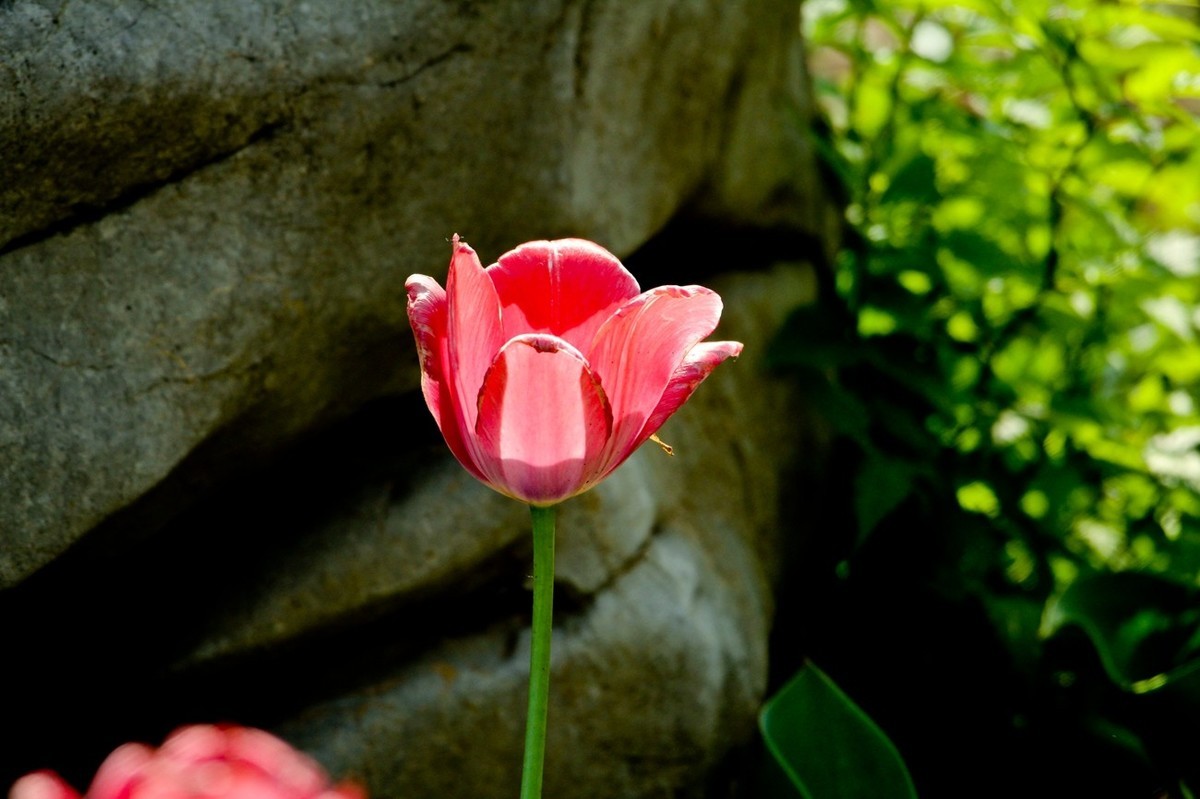 随拍——仲春的花儿