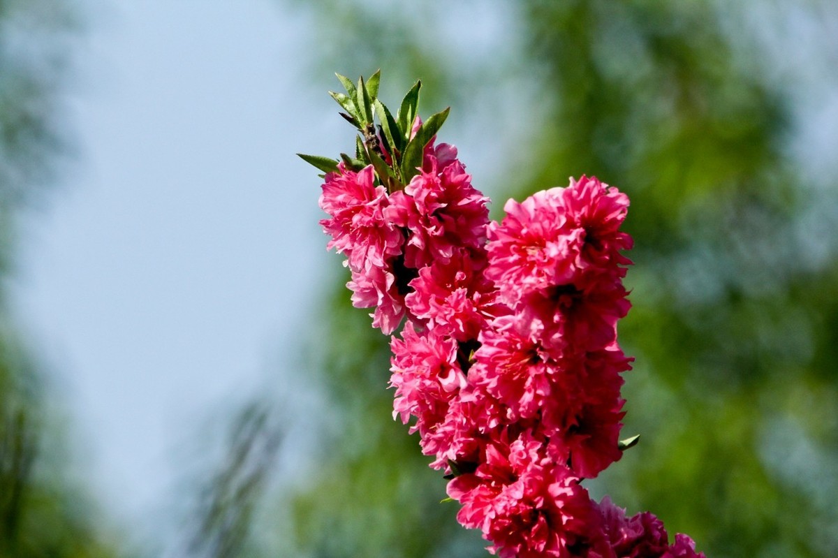 随拍——仲春的花儿