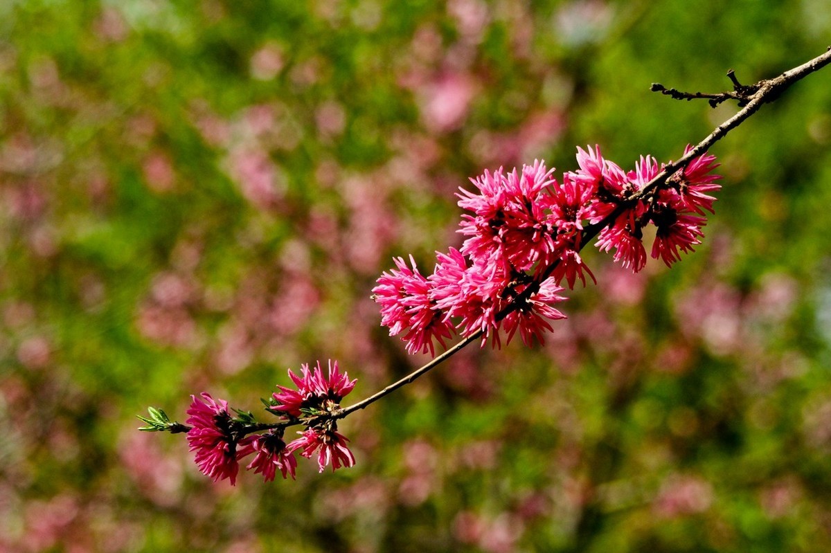 随拍——仲春的花儿