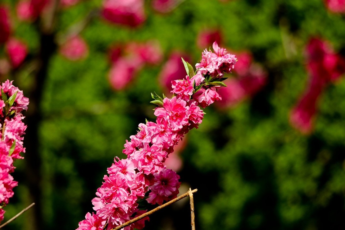 随拍——仲春的花儿