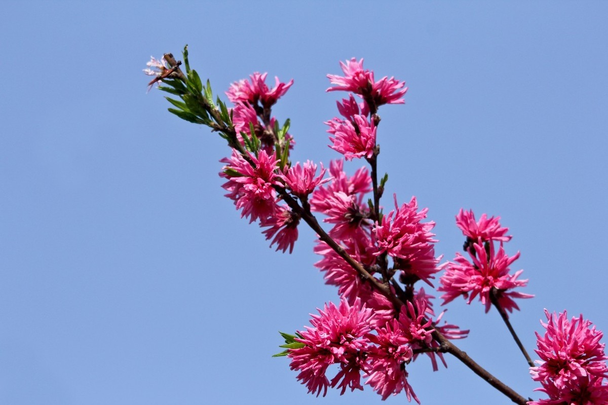 随拍——仲春的花儿