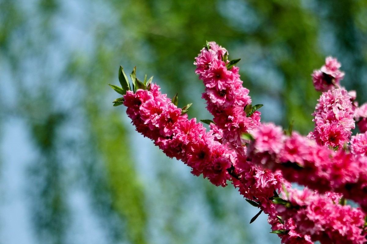 随拍——仲春的花儿