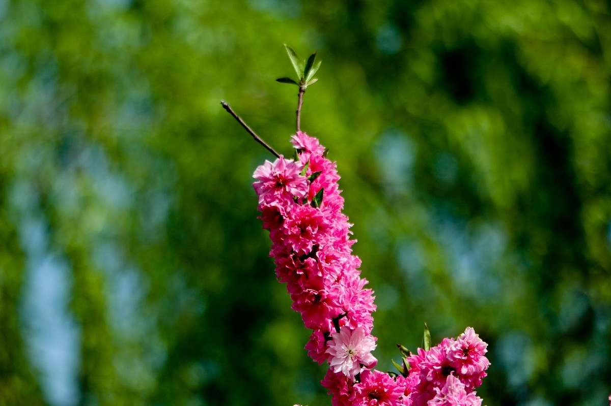 随拍——仲春的花儿