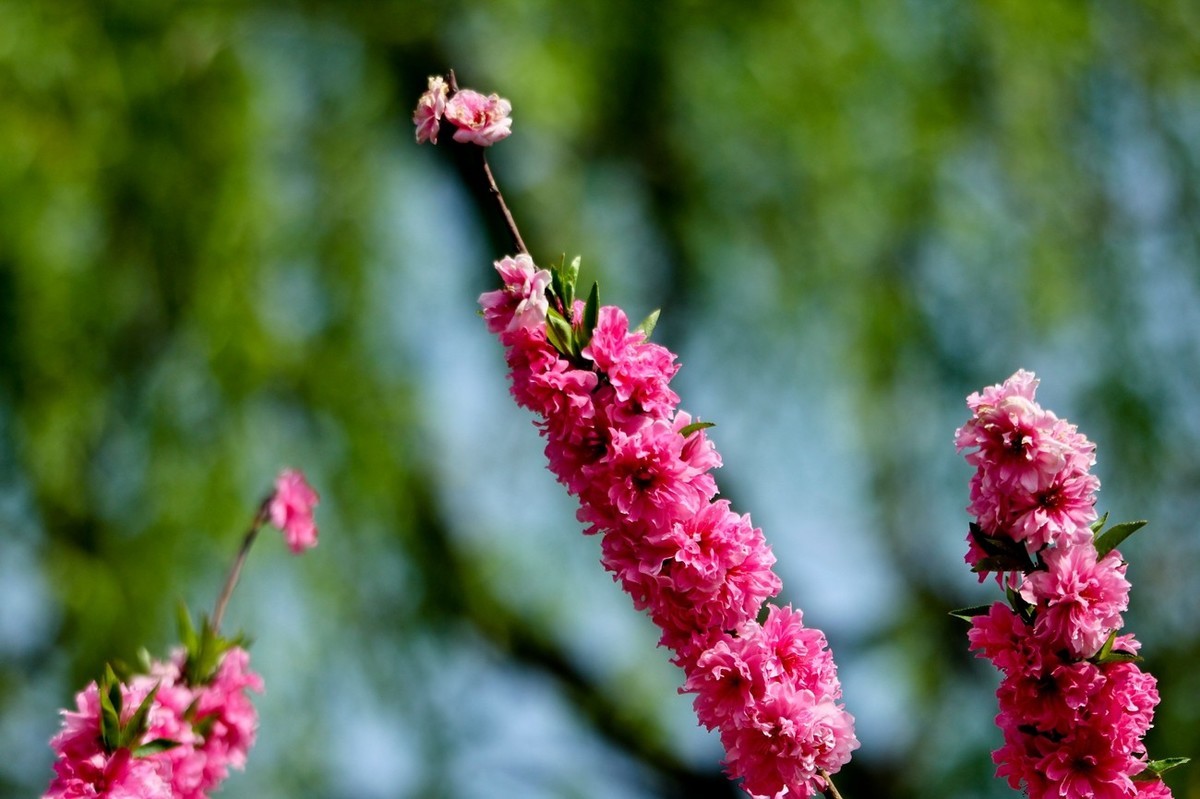 随拍——仲春的花儿