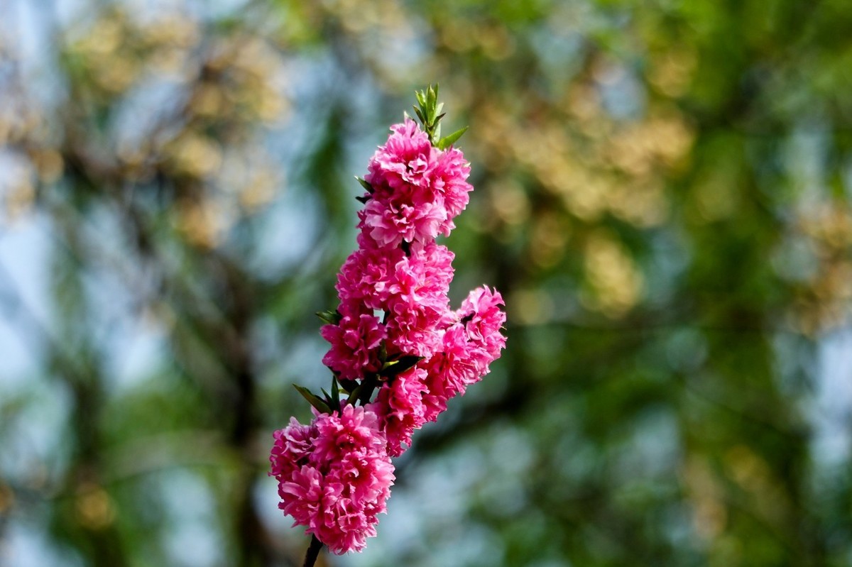 随拍——仲春的花儿