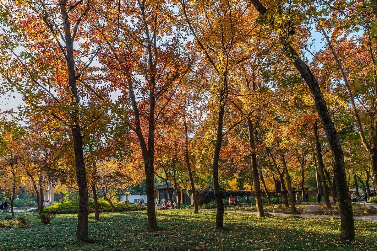 旅游记录 ：江苏 · 苏州 · 天平山红枫林