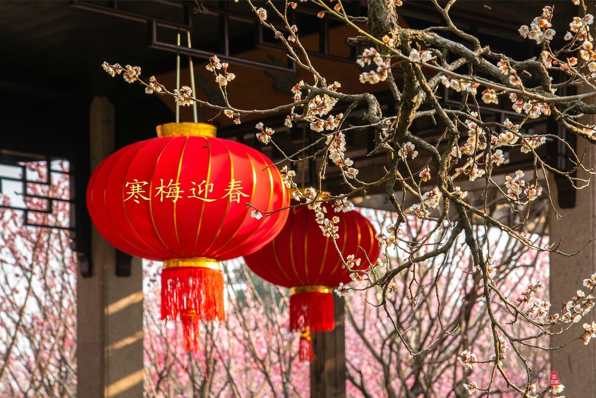 寒梅 迎春