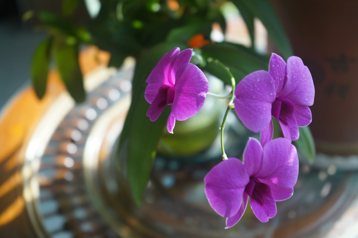 石斛花