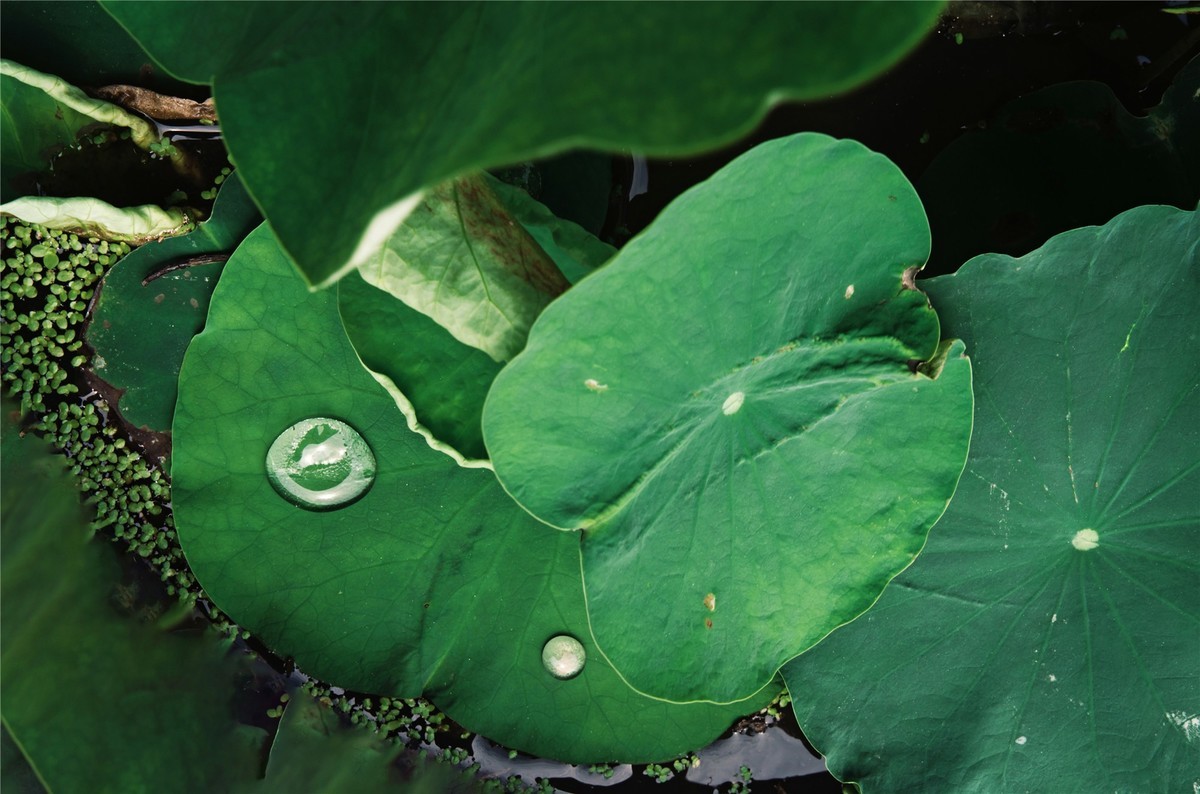 【菜々手摄影】国庆寺随拍