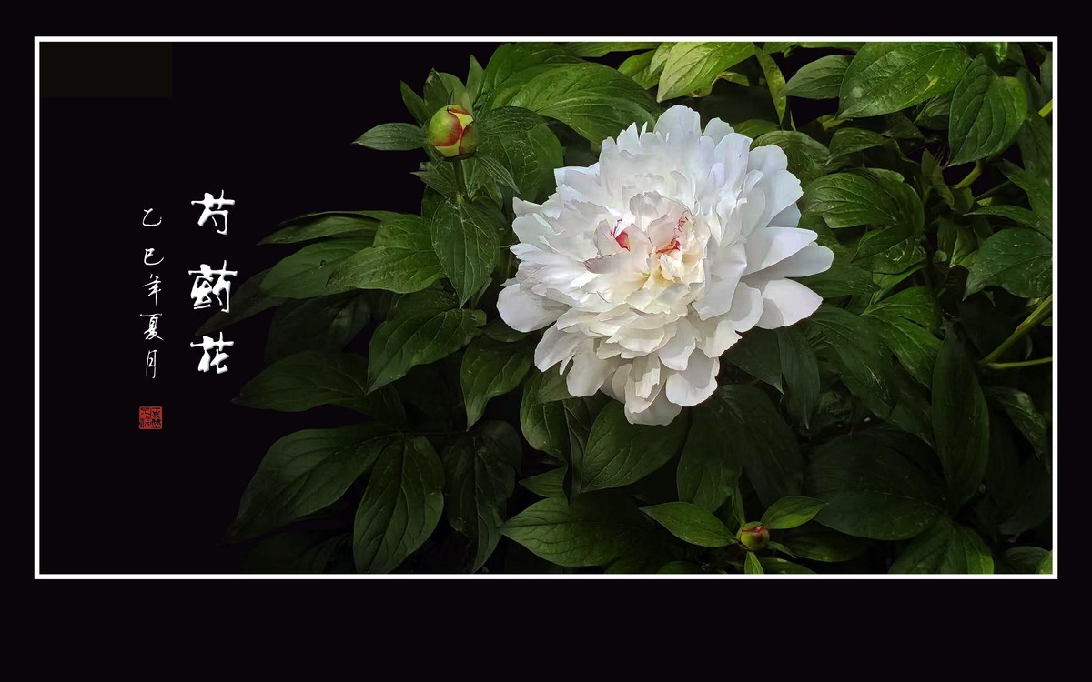 华贵美丽的芍药花