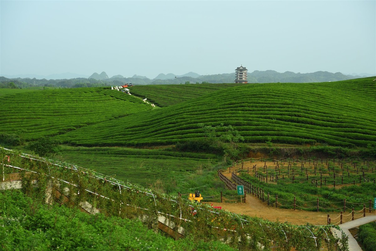 西部生态茶园