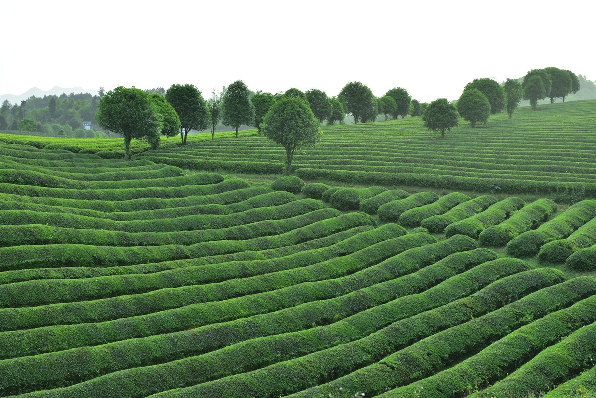 西部生态茶园