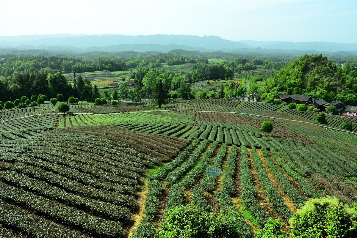 西部生态茶园