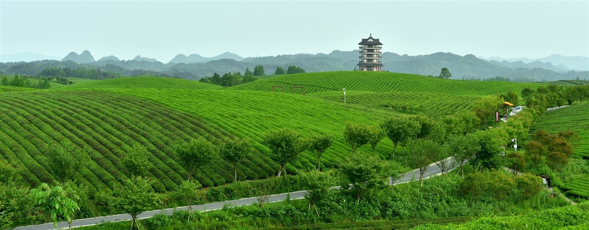 西部生态茶园