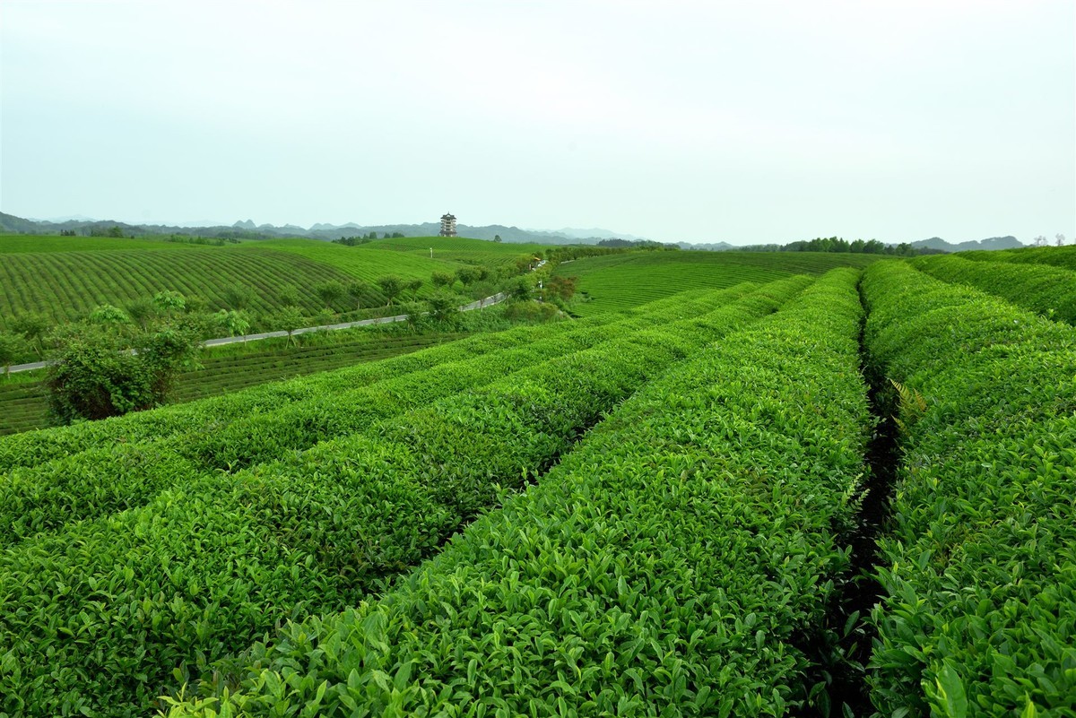 西部生态茶园