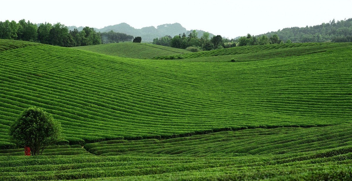 西部生态茶园