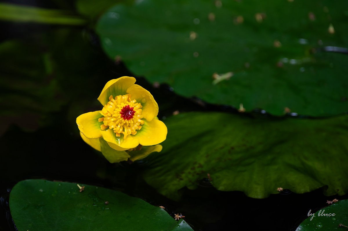 虎跑随拍（上）