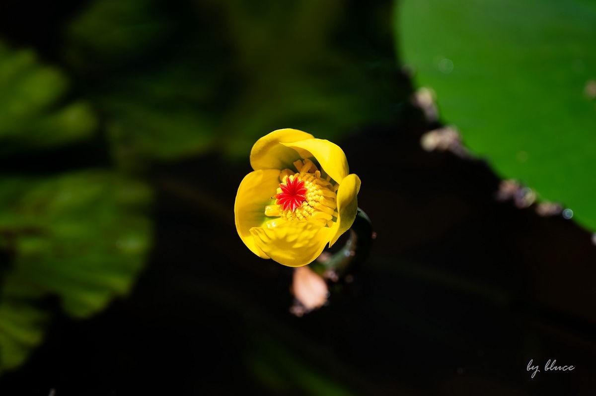 虎跑随拍（上）