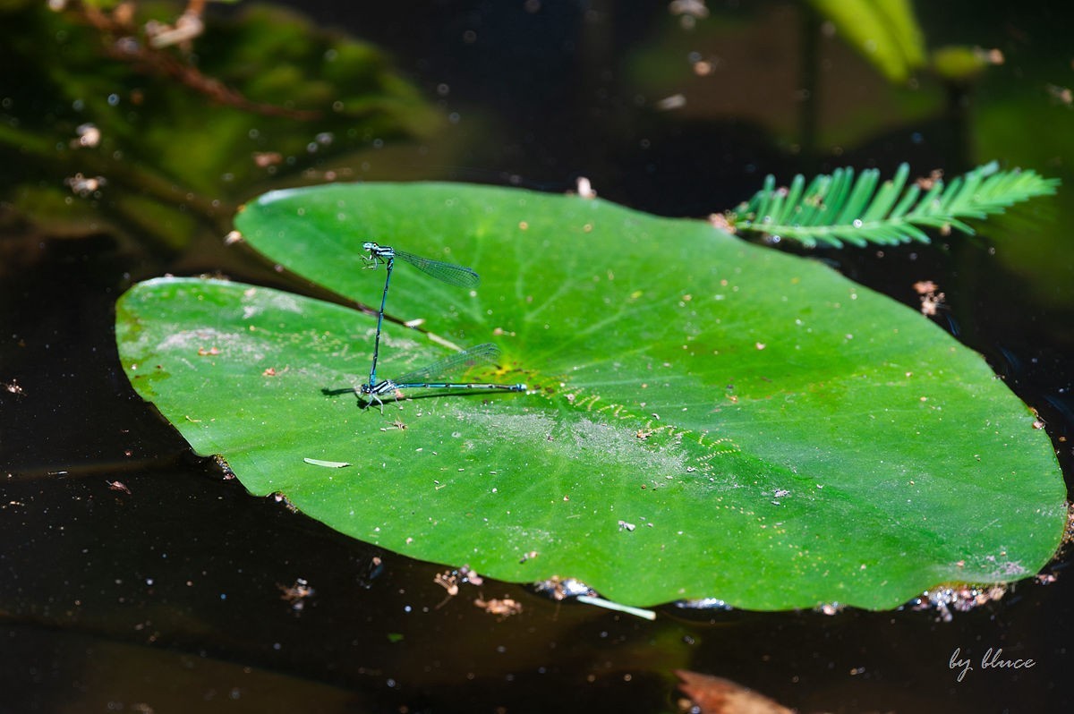虎跑随拍（上）