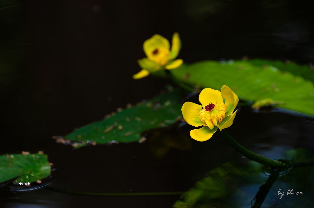 虎跑随拍（上）