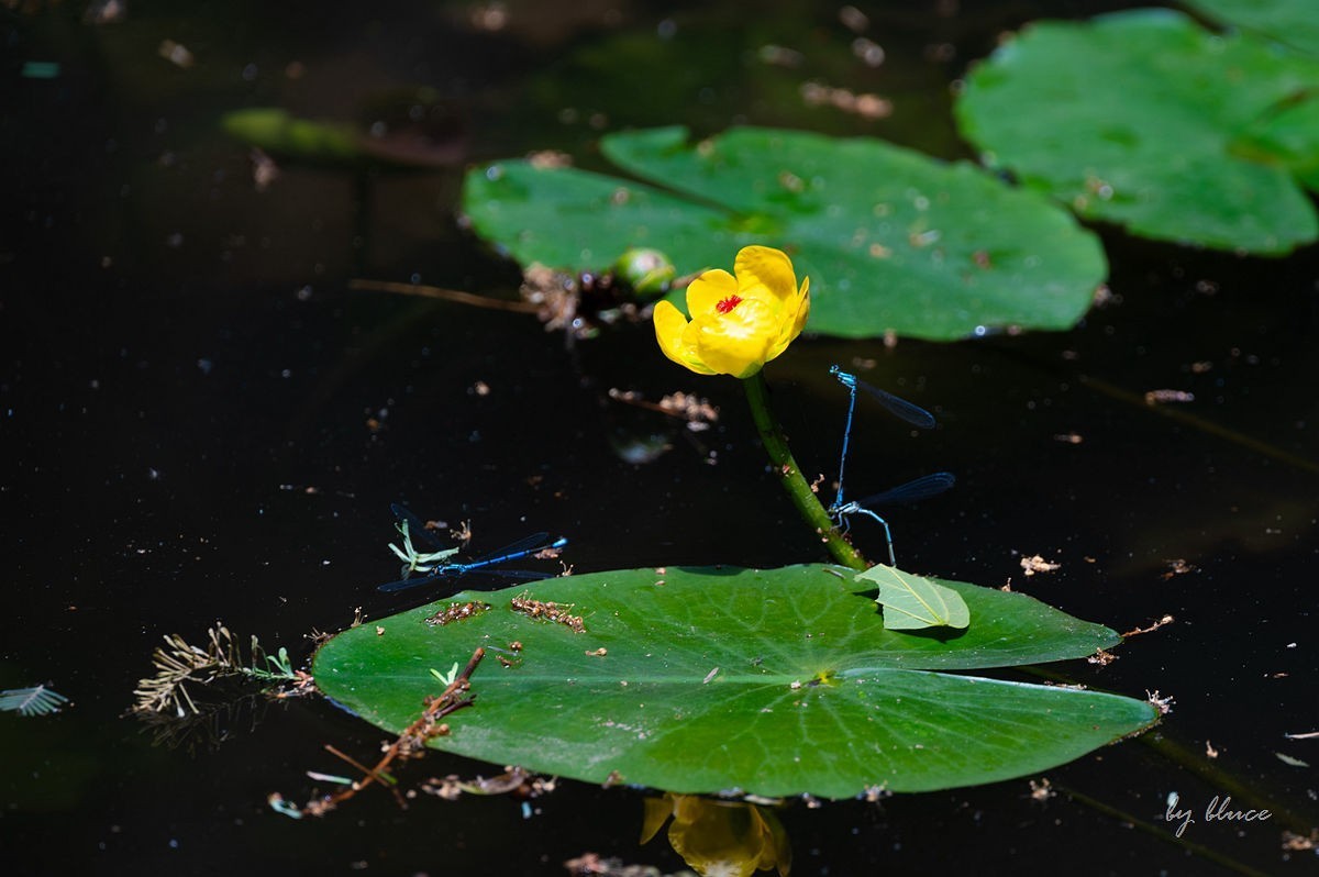 虎跑随拍（上）