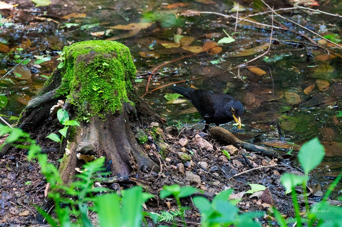 虎跑随拍（上）