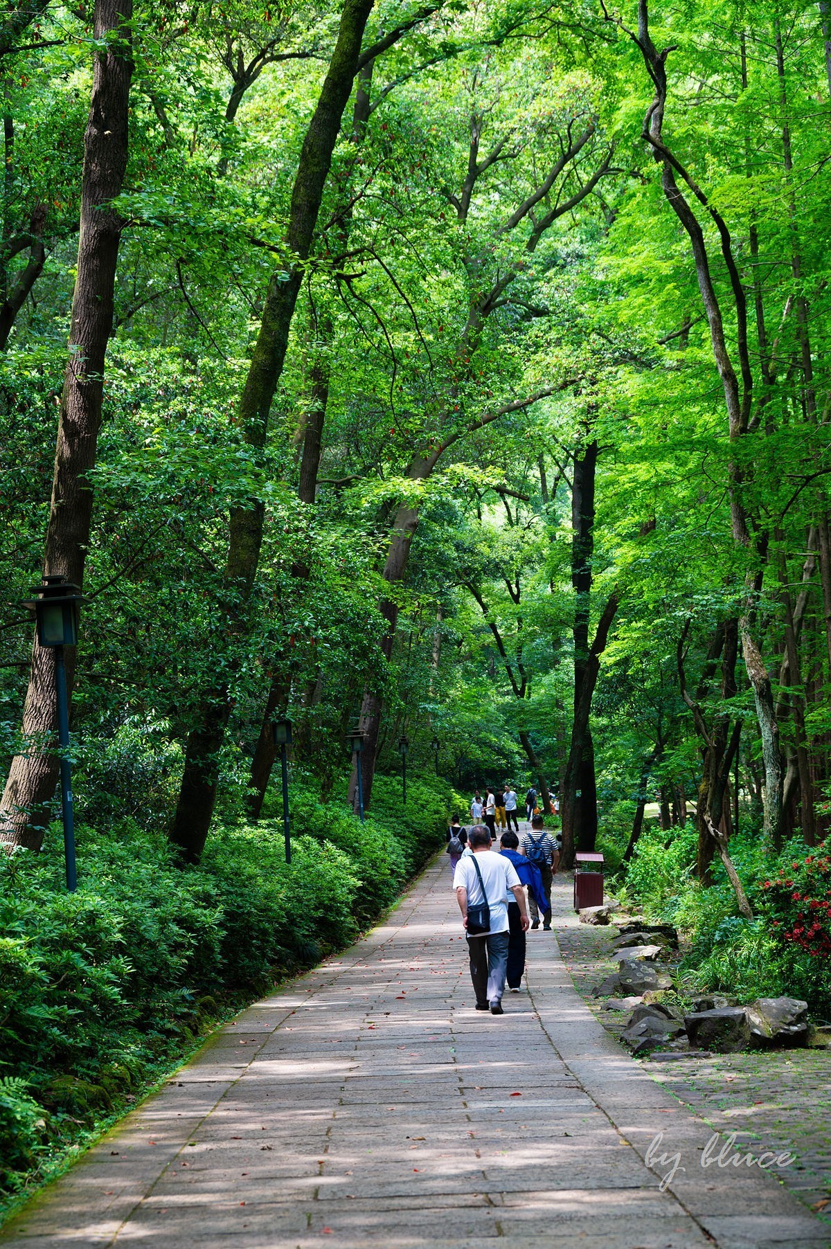 虎跑随拍（上）