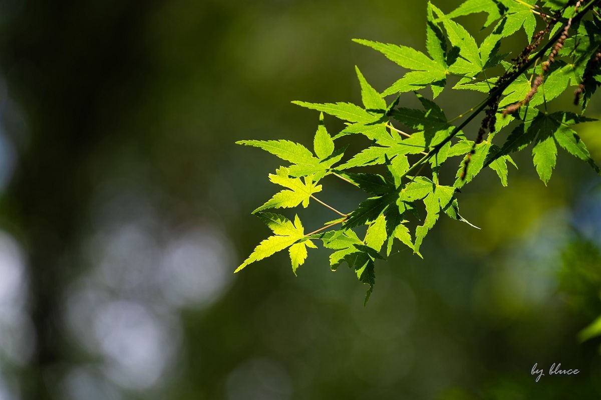 虎跑随拍（上）