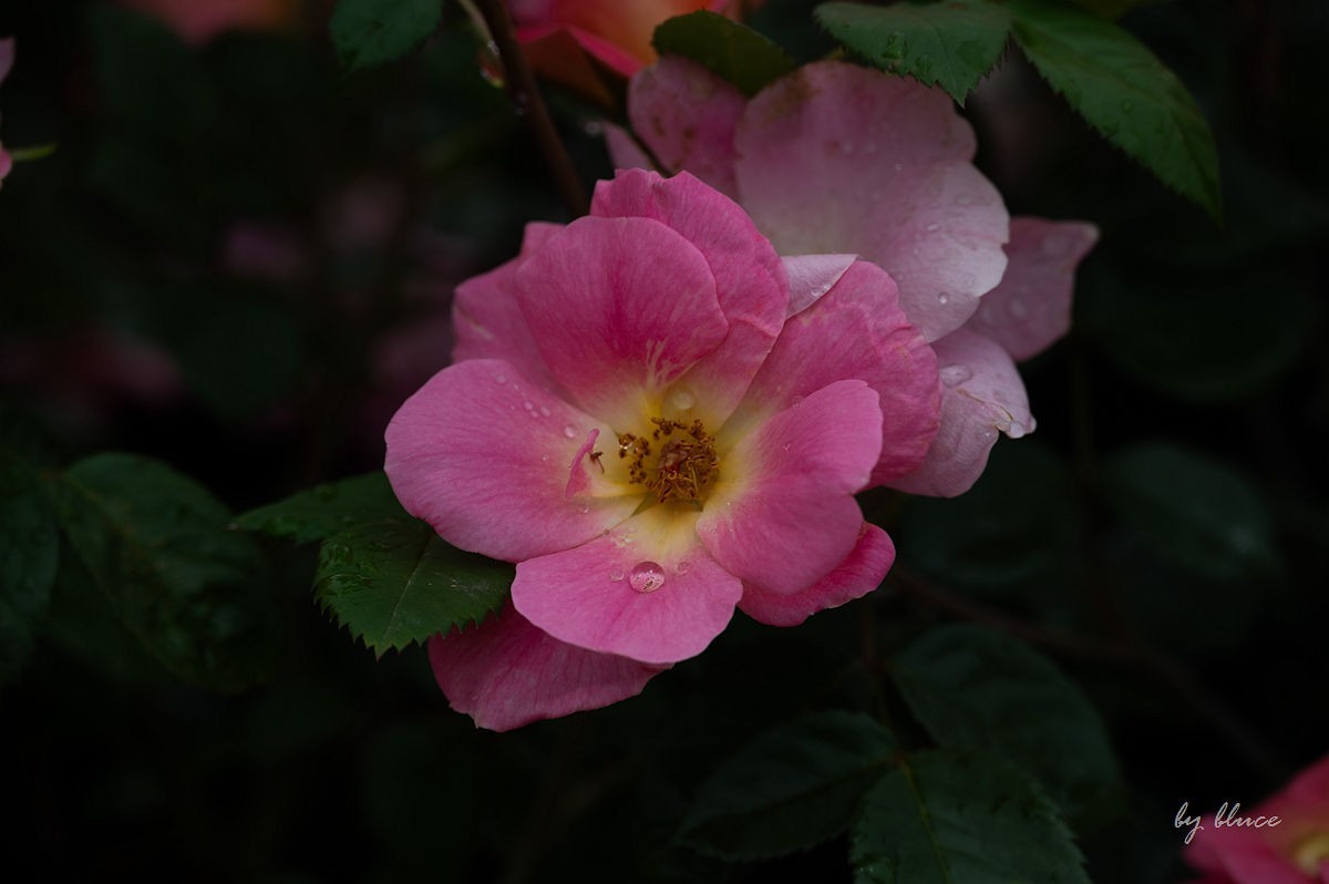 公园踏春赏花（12）