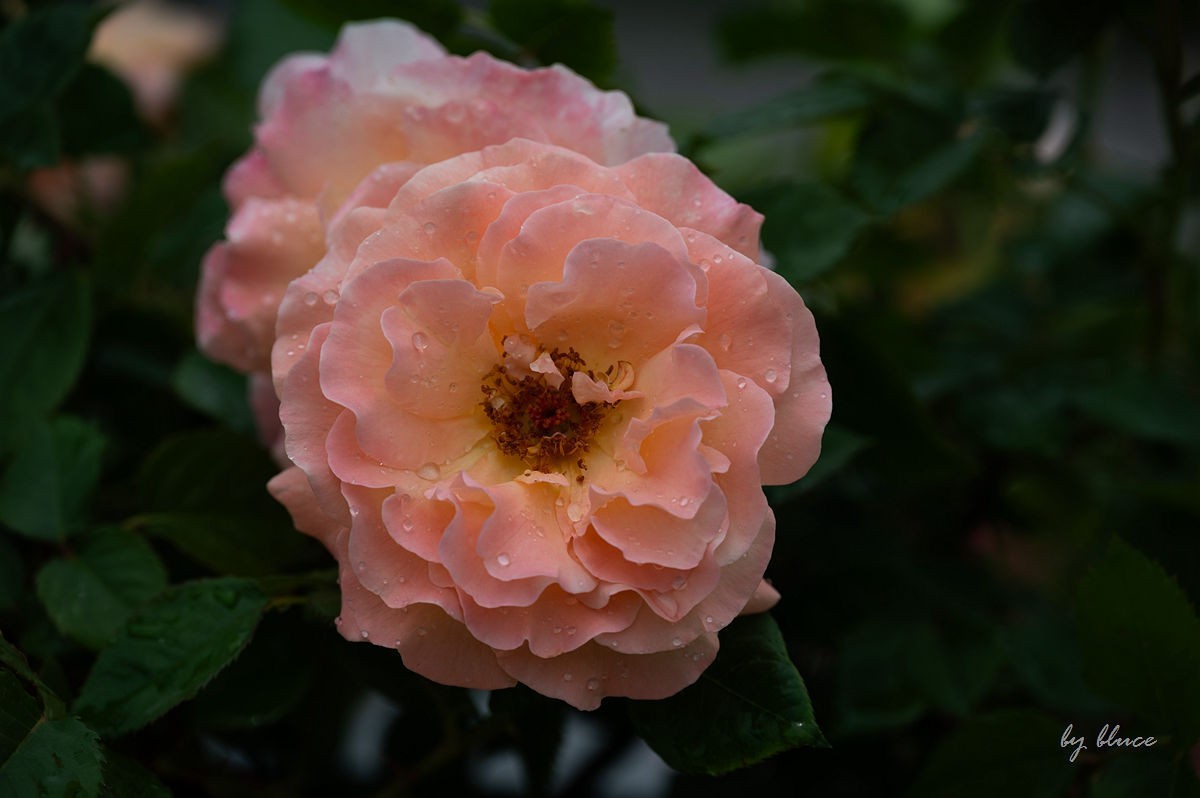 公园踏春赏花（12）