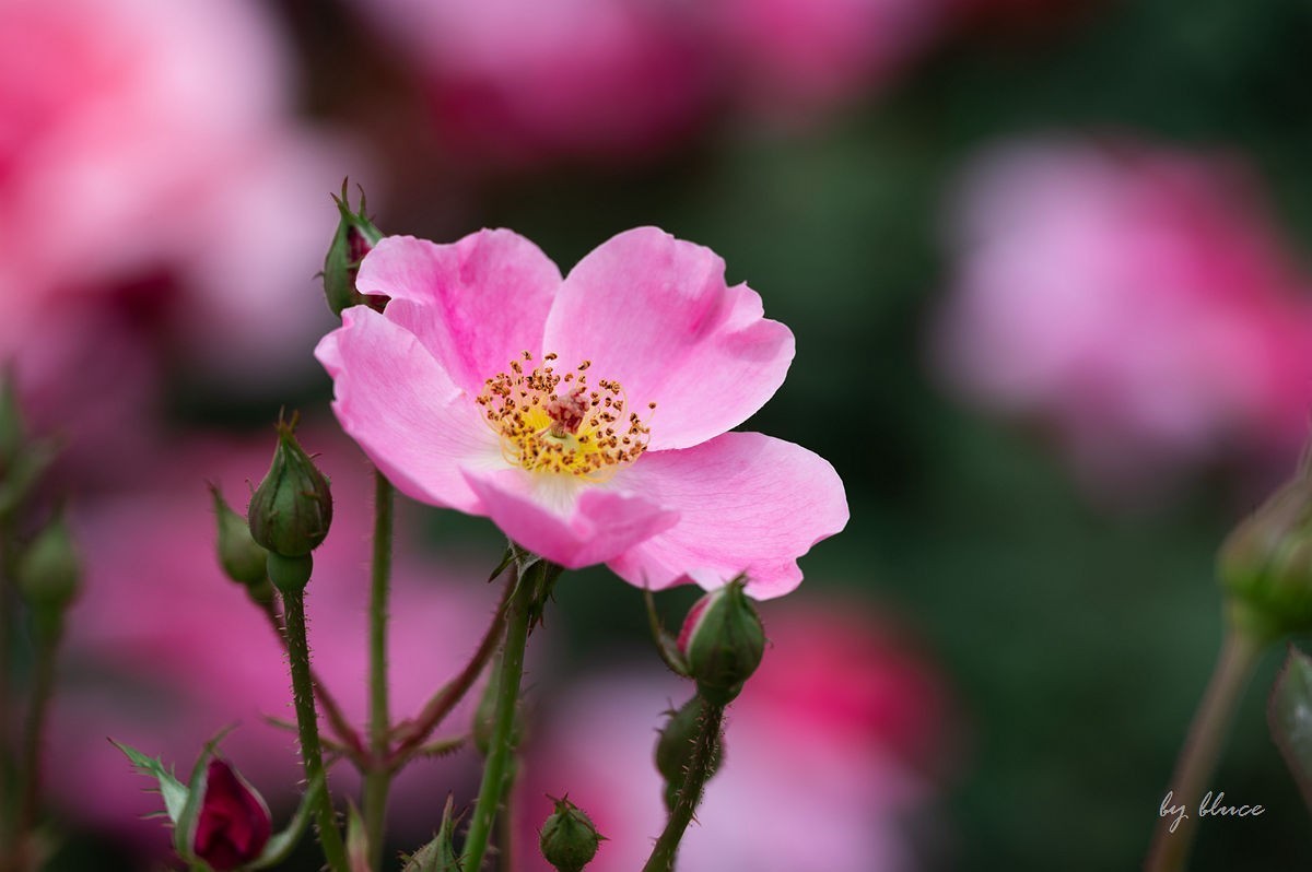 公园踏春赏花（12）