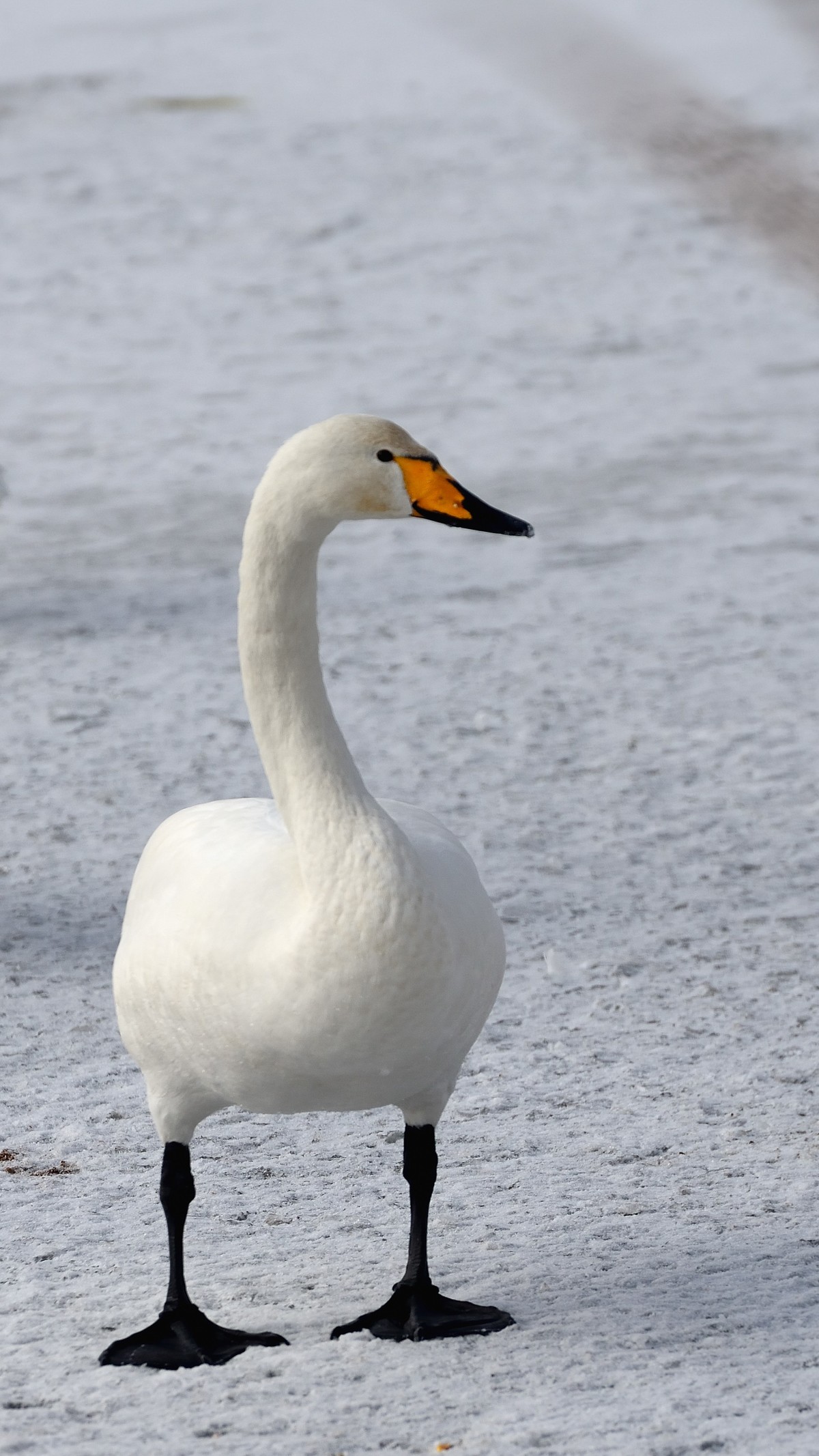一组天鹅——献给女神节