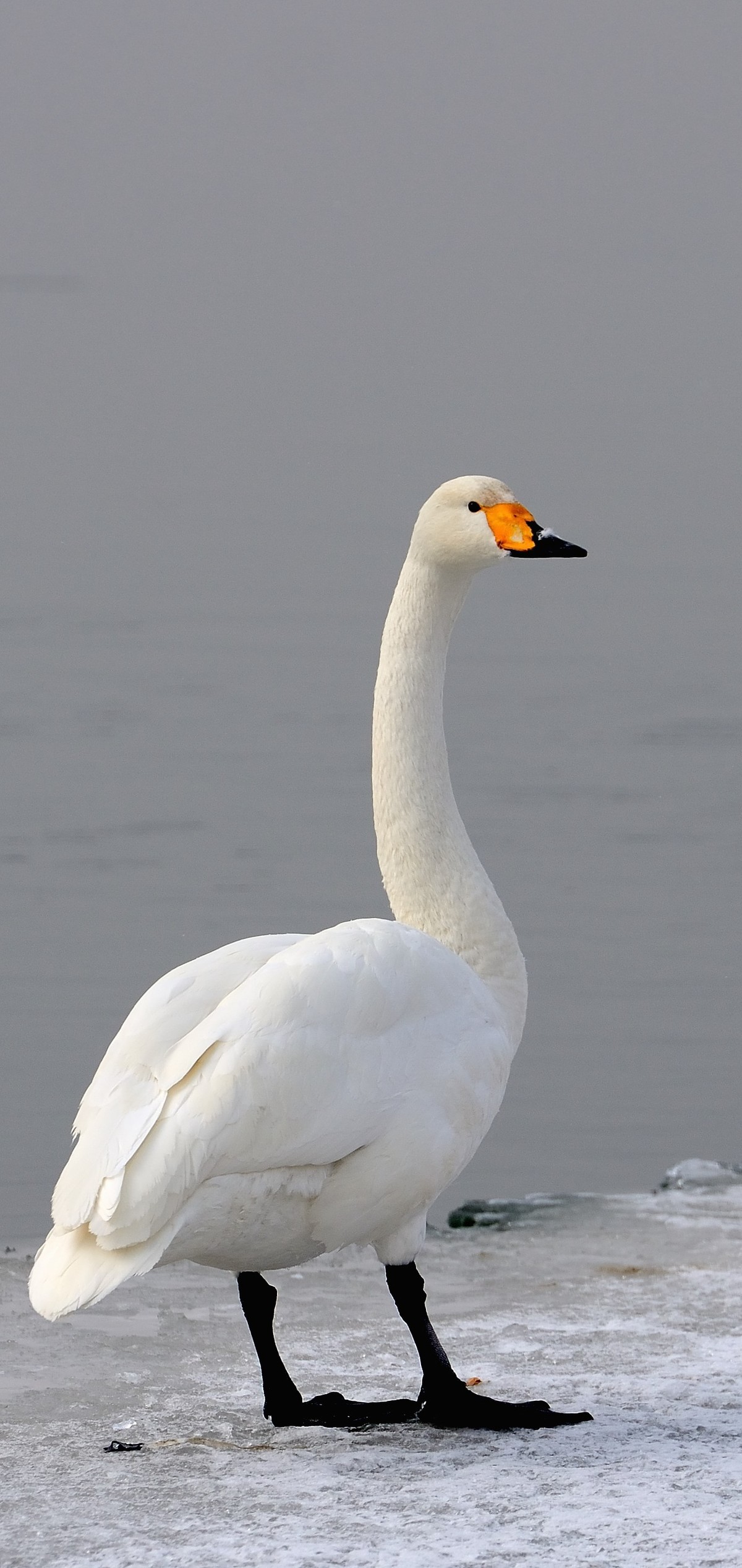 一组天鹅——献给女神节