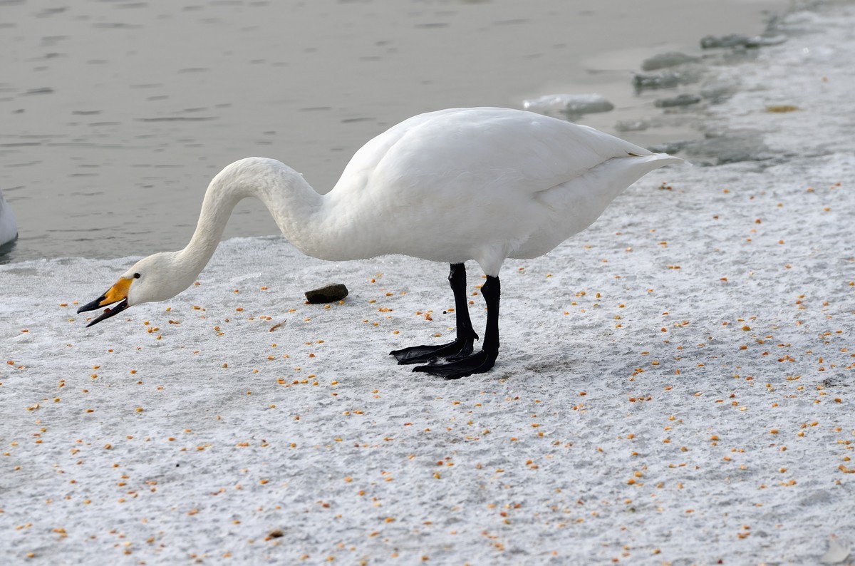 一组天鹅——献给女神节