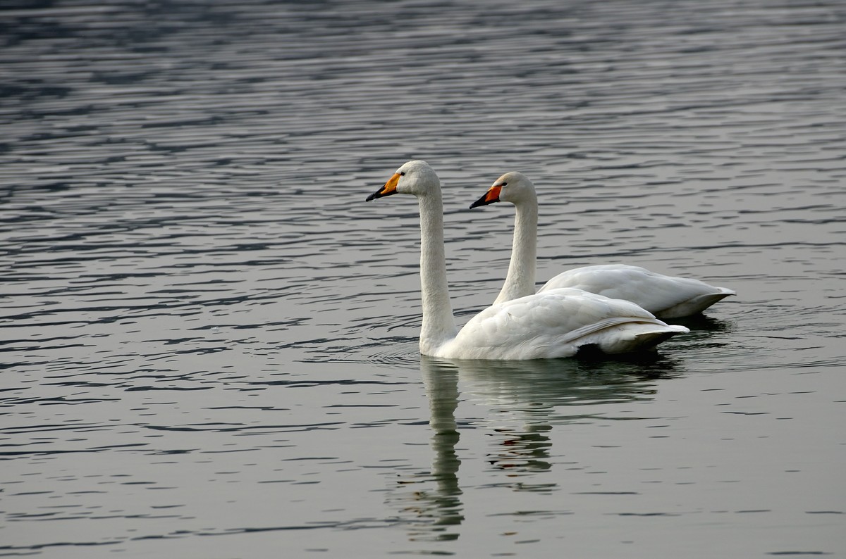 一组天鹅——献给女神节