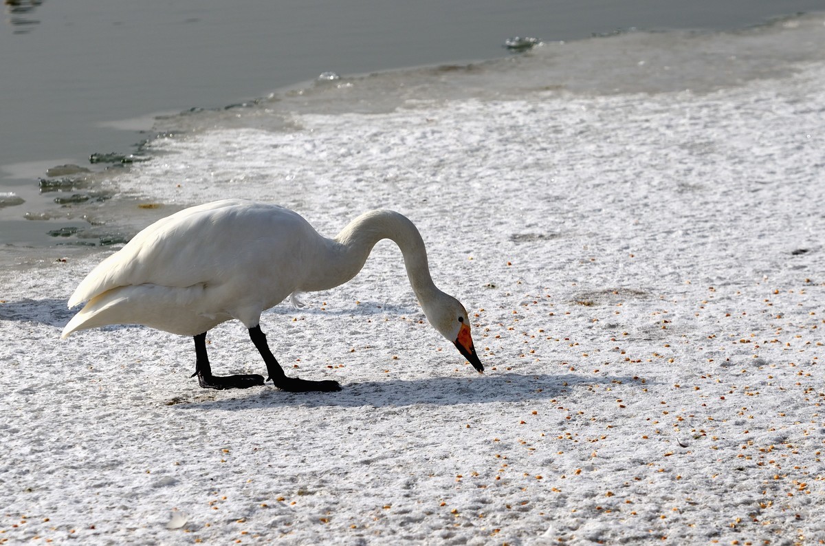 一组天鹅——献给女神节
